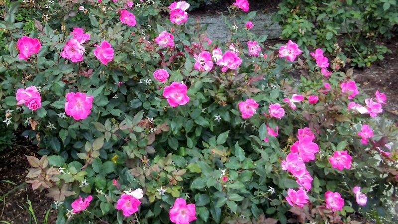 Lakeshore East Dog Park - Chicago, IL