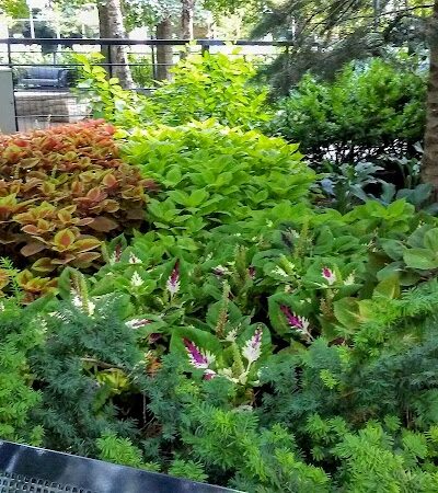 Lakeshore East Dog Park - Chicago, IL