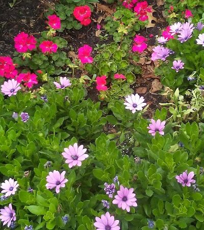 Lakeshore East Dog Park - Chicago, IL