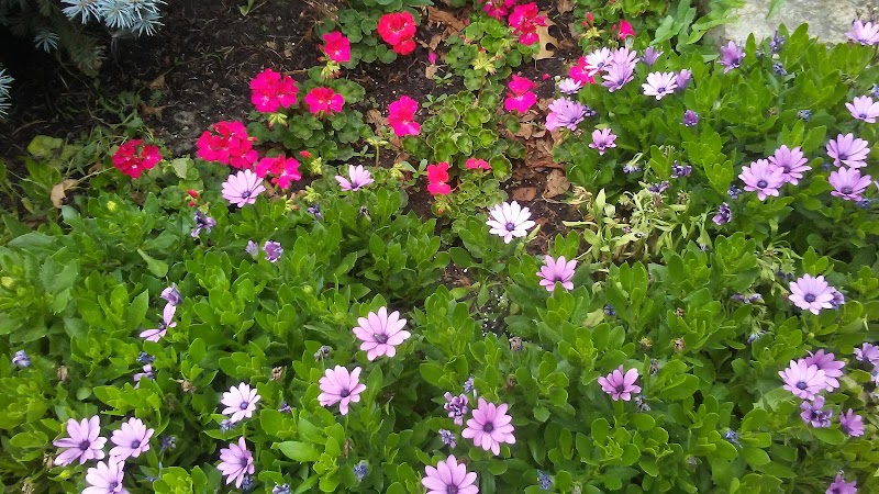 Lakeshore East Dog Park - Chicago, IL