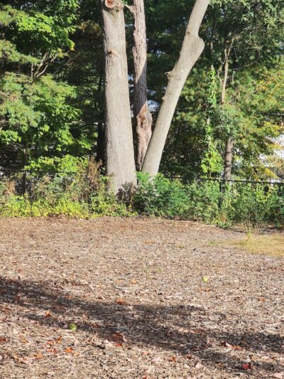 Service Dog Memorial Dog Park - Chicopee, MA