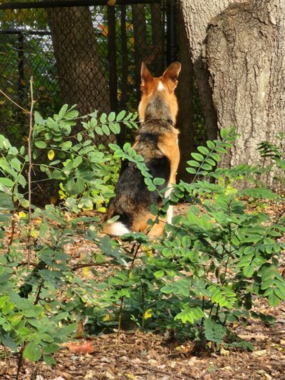 Service Dog Memorial Dog Park - Chicopee, MA