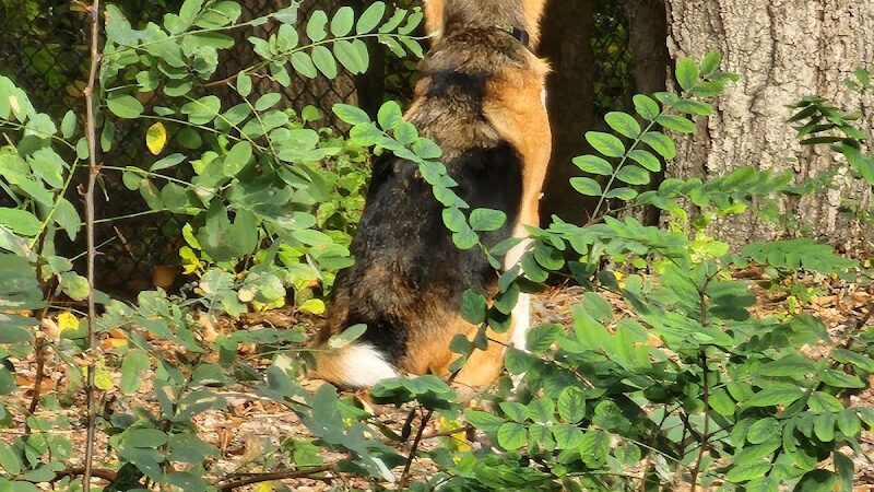 Service Dog Memorial Dog Park - Chicopee, MA