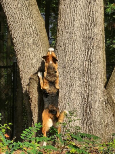 Service Dog Memorial Dog Park - Chicopee, MA