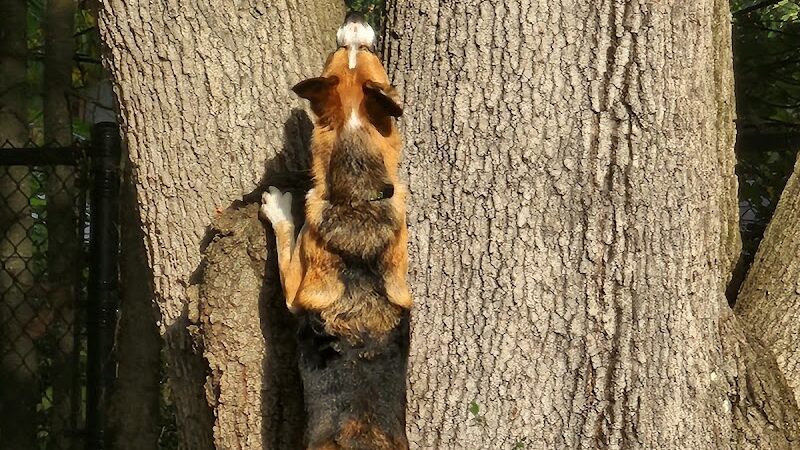 Service Dog Memorial Dog Park - Chicopee, MA