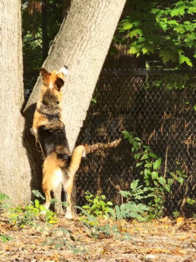Service Dog Memorial Dog Park - Chicopee, MA