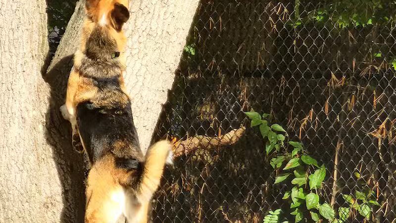 Service Dog Memorial Dog Park - Chicopee, MA