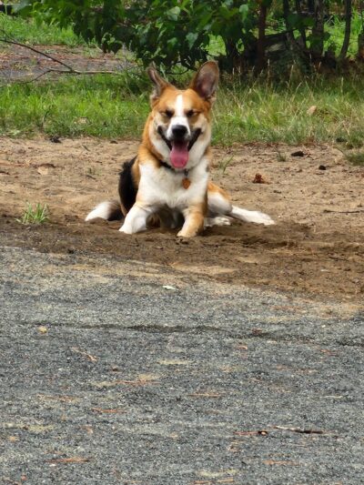 Western Massachusetts Post 9/11 and Service Dog Memorial Park - Chicopee, MA