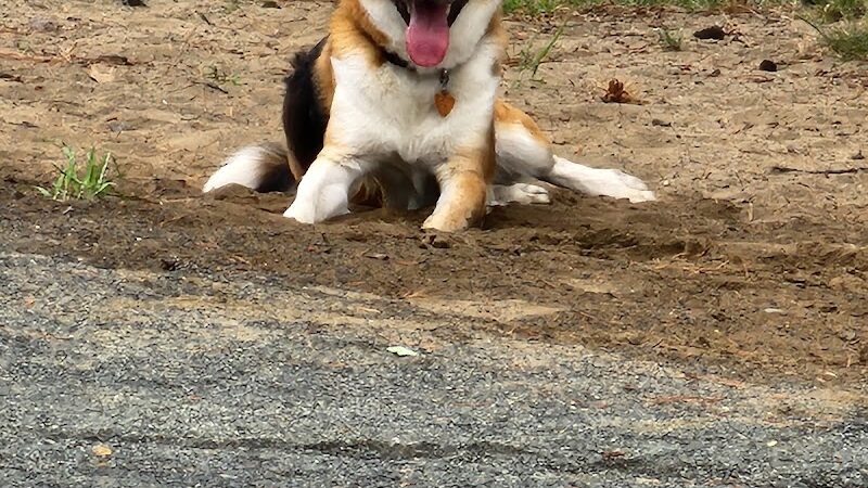 Western Massachusetts Post 9/11 and Service Dog Memorial Park - Chicopee, MA