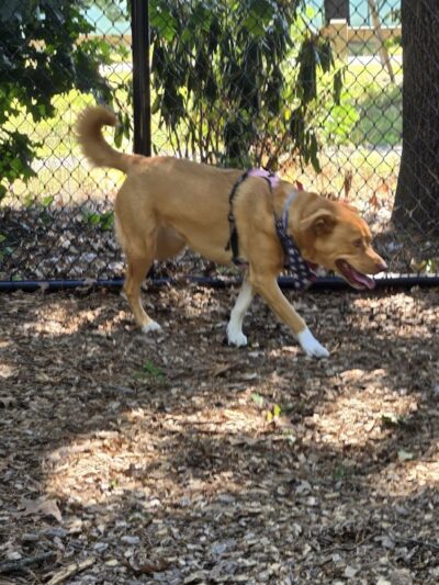 Western Massachusetts Post 9/11 and Service Dog Memorial Park - Chicopee, MA