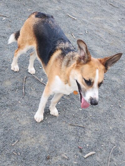 Western Massachusetts Post 9/11 and Service Dog Memorial Park - Chicopee, MA