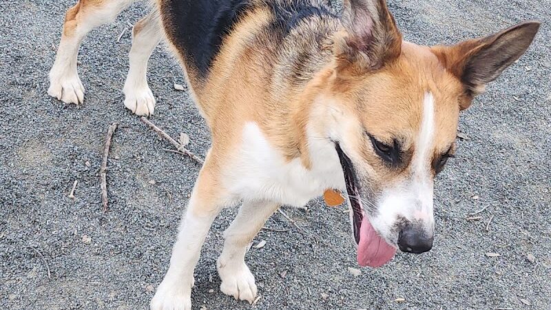 Western Massachusetts Post 9/11 and Service Dog Memorial Park - Chicopee, MA