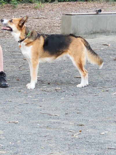 Western Massachusetts Post 9/11 and Service Dog Memorial Park - Chicopee, MA