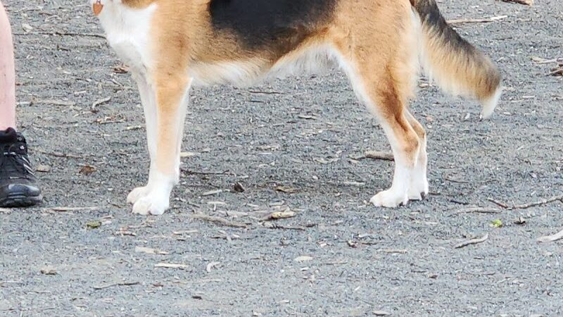 Western Massachusetts Post 9/11 and Service Dog Memorial Park - Chicopee, MA