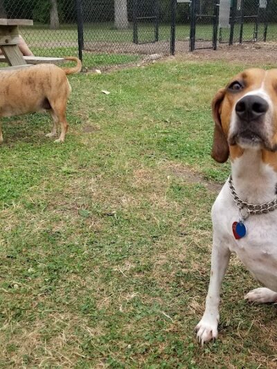 Walnut Dog Park - Chillicothe, IL