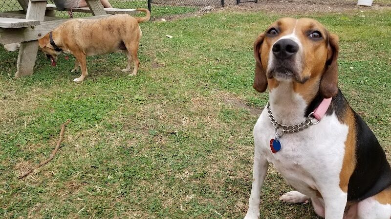 Walnut Dog Park - Chillicothe, IL