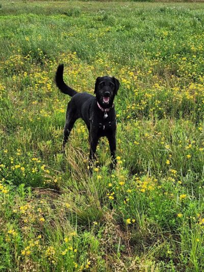 Chippewa Falls Happy Tails Dog Park - Chippewa Falls, WI