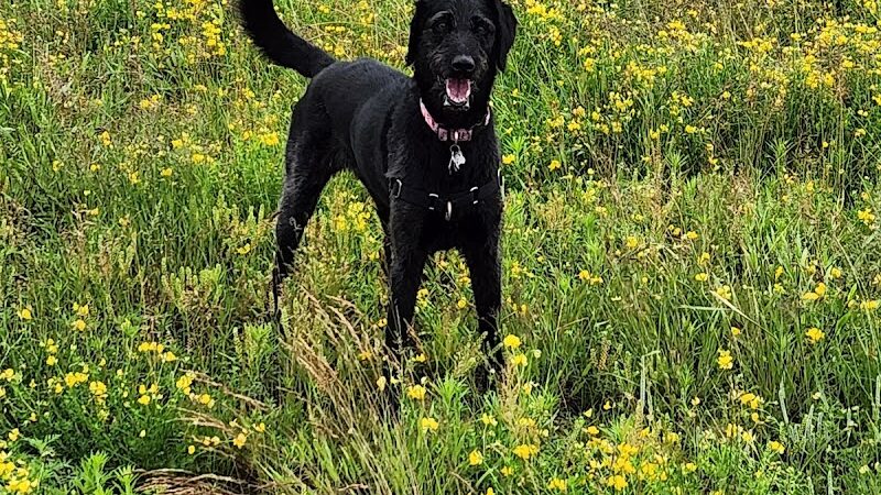 Chippewa Falls Happy Tails Dog Park - Chippewa Falls, WI