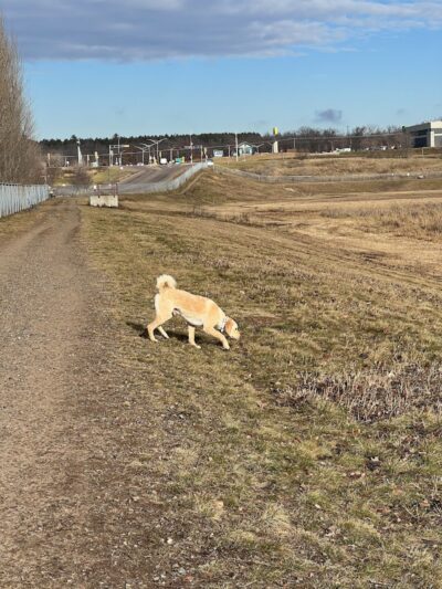 Chippewa Falls Happy Tails Dog Park - Chippewa Falls, WI