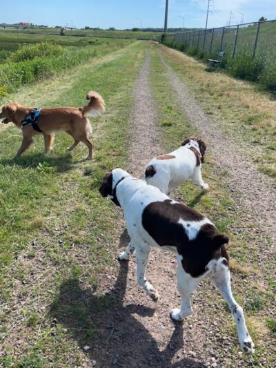 Chippewa Falls Happy Tails Dog Park - Chippewa Falls, WI
