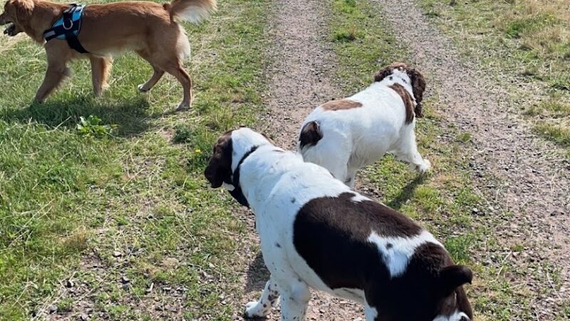 Chippewa Falls Happy Tails Dog Park - Chippewa Falls, WI