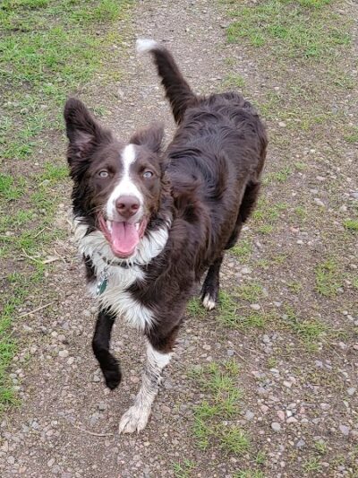 Chippewa Falls Happy Tails Dog Park - Chippewa Falls, WI