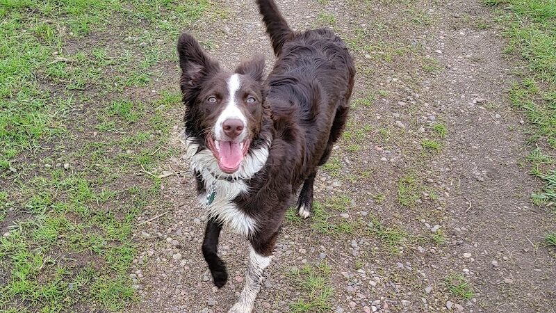 Chippewa Falls Happy Tails Dog Park - Chippewa Falls, WI
