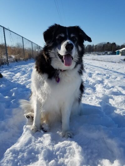 Chippewa Falls Happy Tails Dog Park - Chippewa Falls, WI