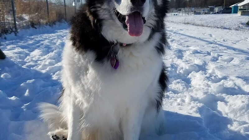 Chippewa Falls Happy Tails Dog Park - Chippewa Falls, WI