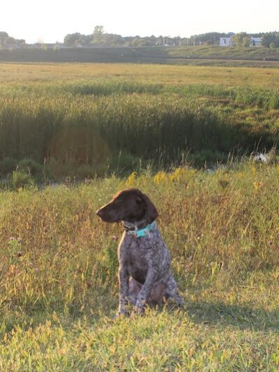 Chippewa Falls Happy Tails Dog Park - Chippewa Falls, WI