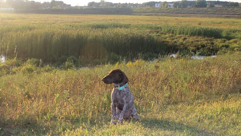 Chippewa Falls Happy Tails Dog Park - Chippewa Falls, WI