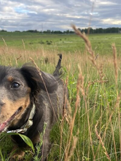 Chippewa Falls Happy Tails Dog Park - Chippewa Falls, WI