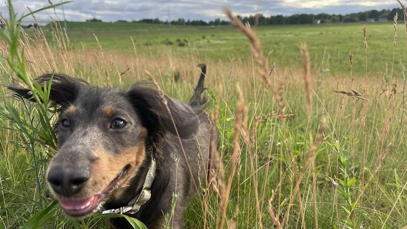 Chippewa Falls Happy Tails Dog Park - Chippewa Falls, WI
