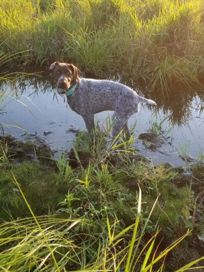 Chippewa Falls Happy Tails Dog Park - Chippewa Falls, WI