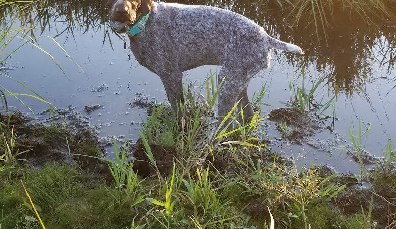Chippewa Falls Happy Tails Dog Park - Chippewa Falls, WI