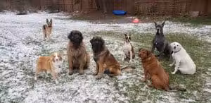 The Dog Park - Chugiak, AK