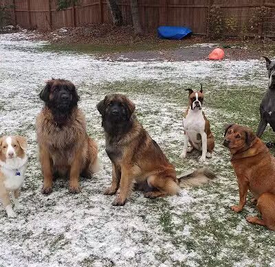 The Dog Park - Chugiak, AK