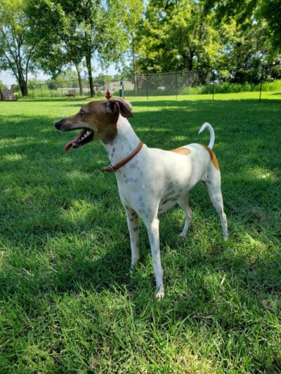 Cat Creek Dog Park - Claremore, OK