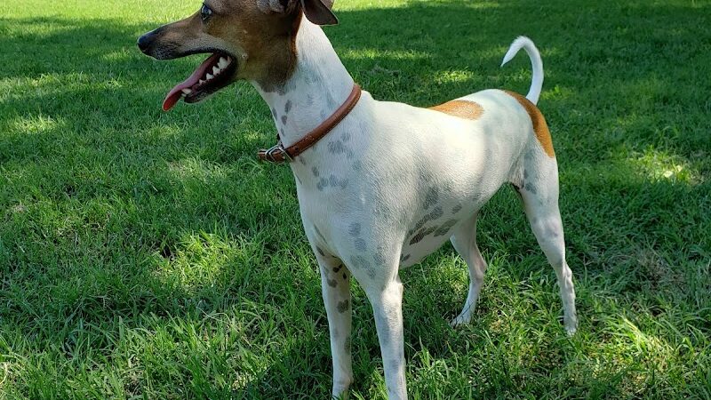 Cat Creek Dog Park - Claremore, OK