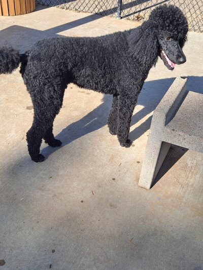 Cat Creek Dog Park - Claremore, OK