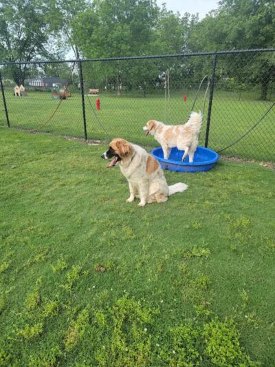 Cat Creek Dog Park - Claremore, OK