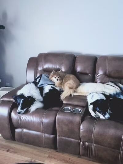 OutRun Dogs - Claremore, OK