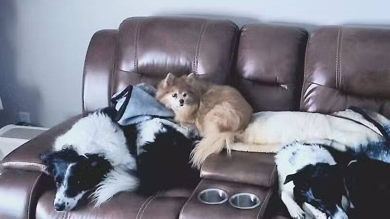 OutRun Dogs - Claremore, OK