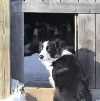 OutRun Dogs - Claremore, OK