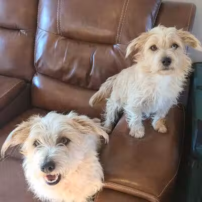 OutRun Dogs - Claremore, OK