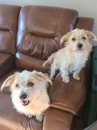 OutRun Dogs - Claremore, OK