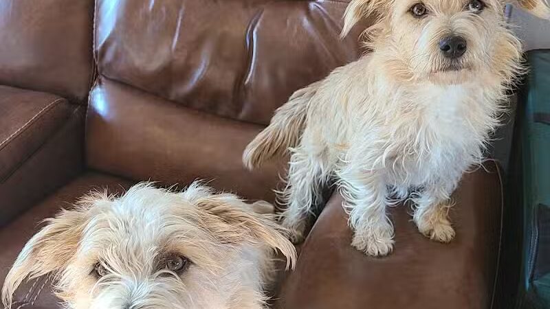 OutRun Dogs - Claremore, OK