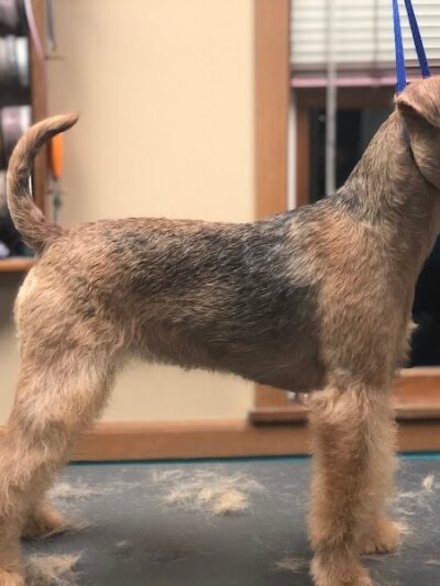 Pampered Paws-N-Claws - Claridge, PA