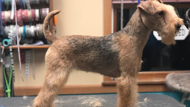 Pampered Paws-N-Claws - Claridge, PA