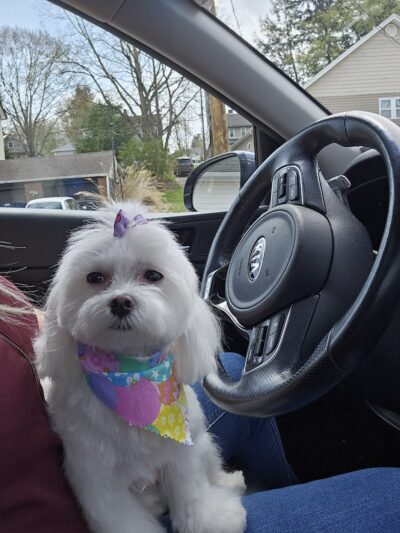 Pampered Paws-N-Claws - Claridge, PA